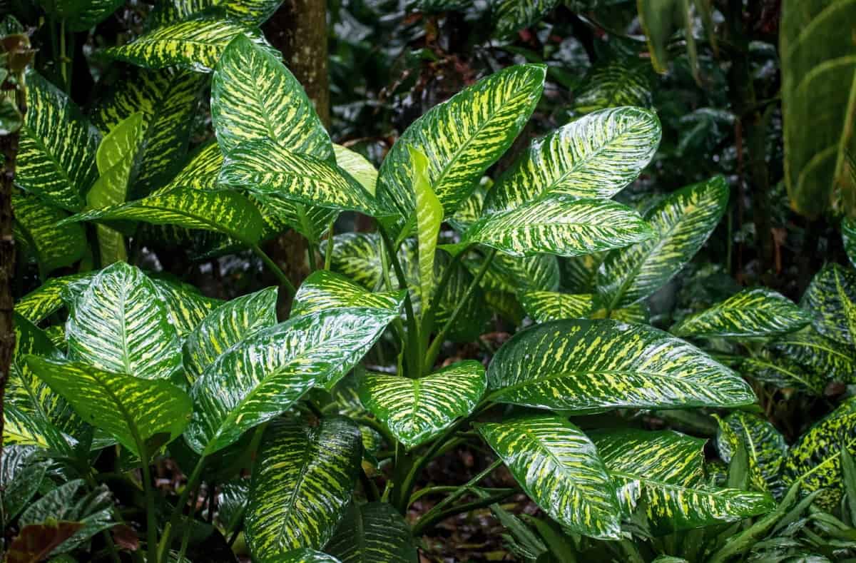 aplicaciones para cuidar las plantas